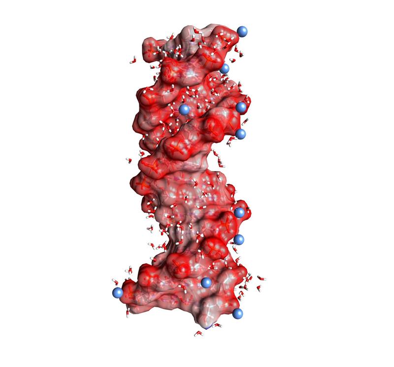 Abb. 1: DNA-Doppelhelix in einer Wasserhülle