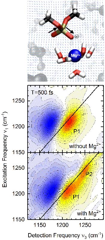 Abb. 2: Molekulare Struktur eines Kontakt-Ionenpaares |  Zweidimensionale Infrarot- (2D-IR) Spektren der asymmetrischen PO2- Streckschwingung