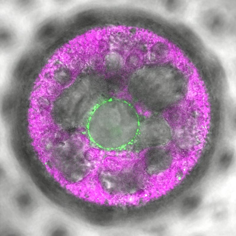  In this multicellular Volvox alga, the novel light sensor 2c-cyclop was labeled with fluorescence (green). It shows up in membranes around the nucleus. 