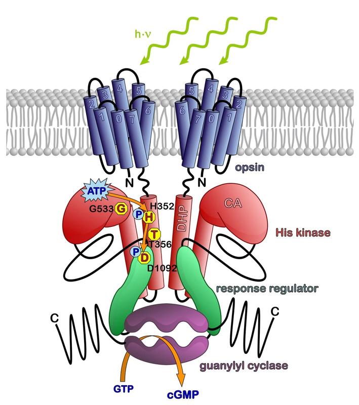  Two molecules of the new light sensor 2c-cyclop, which in darkness produces the messenger cGMP. Green light inhibits the signal chain. 