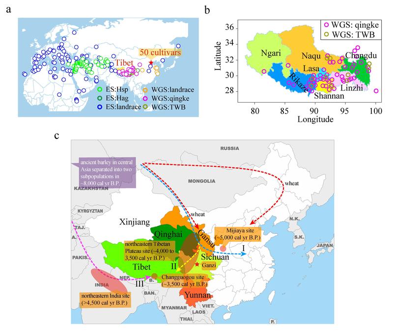 (a) Weltweite geographische Verteilung (b) Verteilung der Qingke-Gerste-Landrassen und tibetischen Wildgersten. (c) Verbreitungswege Verbreitungswege für Gerste und Weizen nach China und Tibet. 