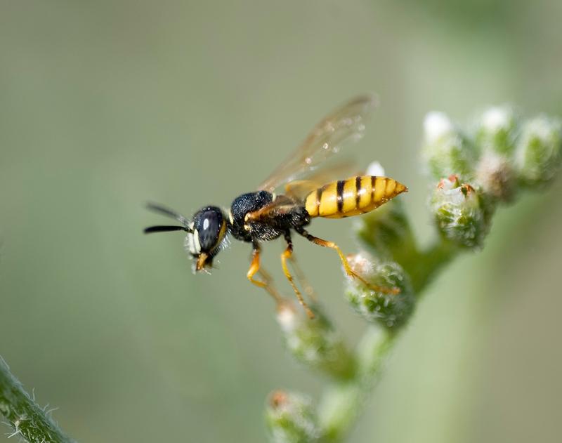 Bienenwolf (Philanthus triangulum)