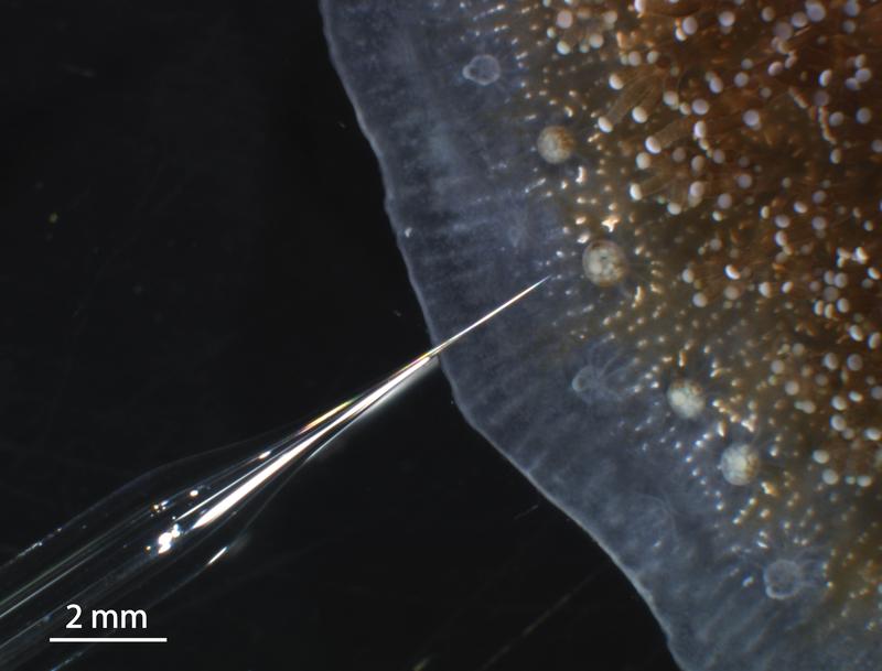 Mikrokolonie der Koralle Stylophora pistillata, auch Griffelkoralle genannt, mit Mikrosensor.