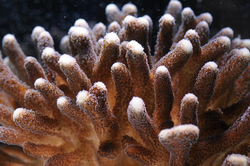 The coral Stylophora pistillata, also called Smooth Cauliflower Coral.