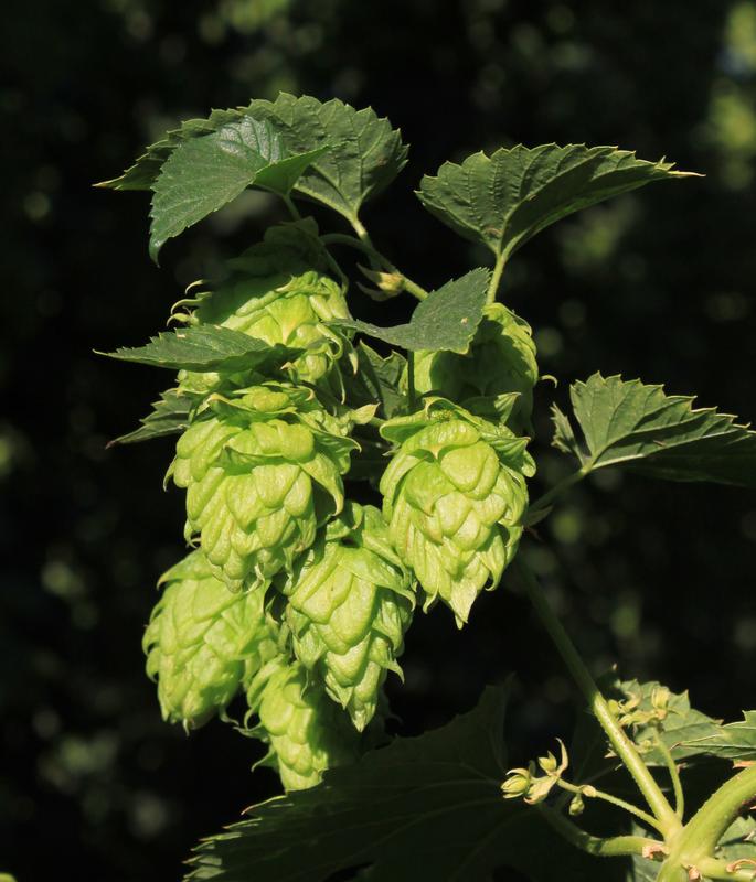 Hop cones