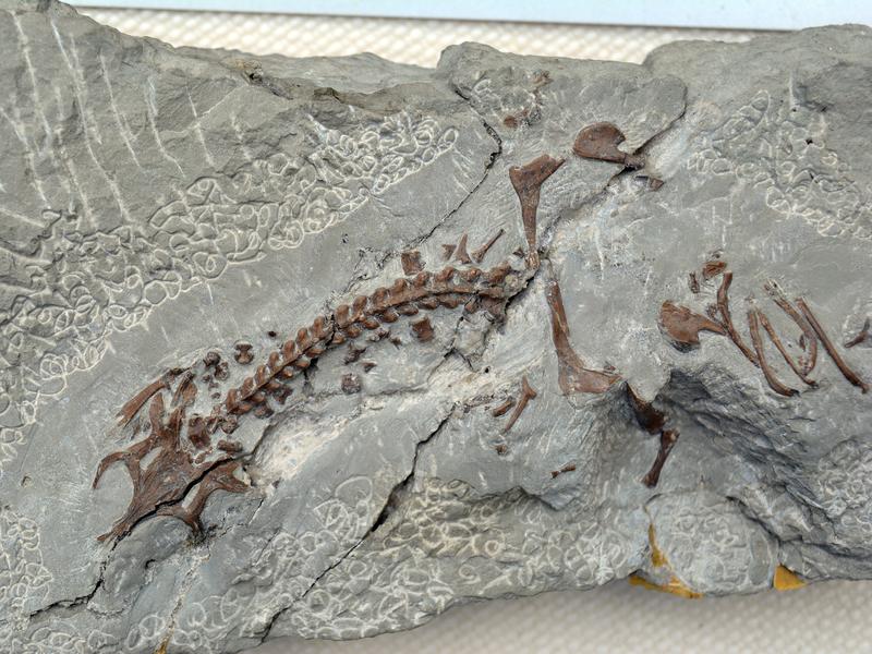 Skelett des Meeresreptils Anarosaurus heterodontus aus der Privatsammlung von Herman Winkelhorst (Niederlande). 