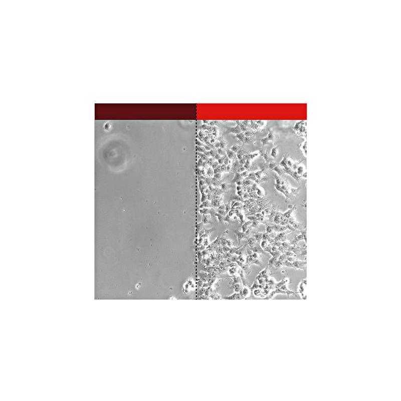 OptoMatrix-OptoIntegrin-System: OptoIntegrin-exprimierende Krebszellen haften an der OptoMatrix, jedoch nur an dem Teil, der mit rotem Licht (660 nm) beleuchtet wird. Foto: J. Baaske
