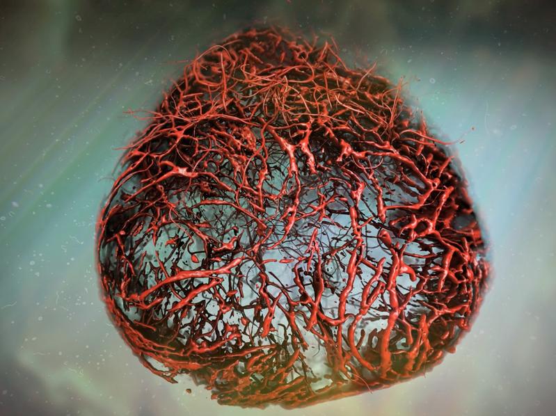Vascular Organoid, illustration based on original data. These lab-made blood vessels recapitulate human capillaries.
