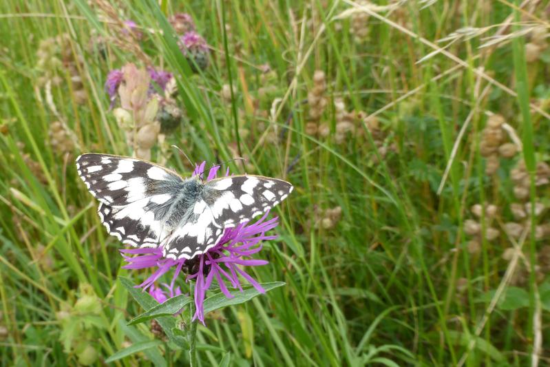 Schachbrettfalter (Melanargia galathea)