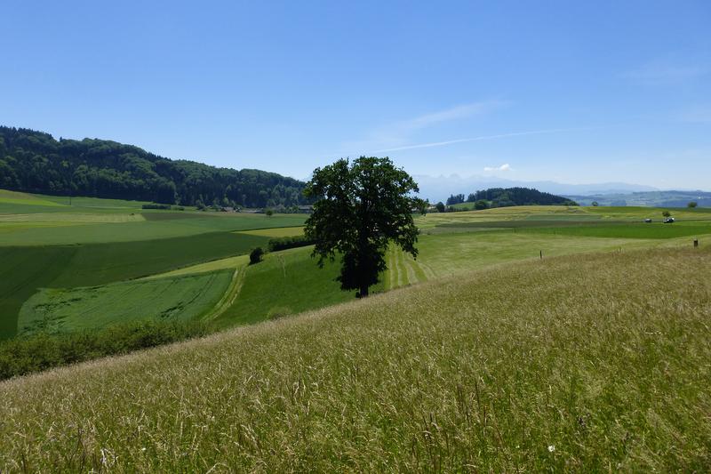 Extensive Wiese bei Herolfingen BE.