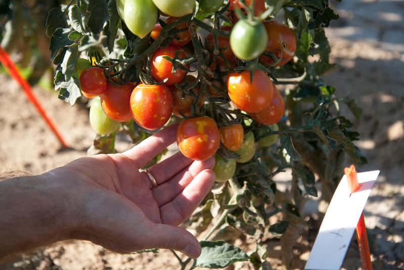Bioeffektoren können bei Tomaten zu deutlichen Ertragssteigerungen führen.