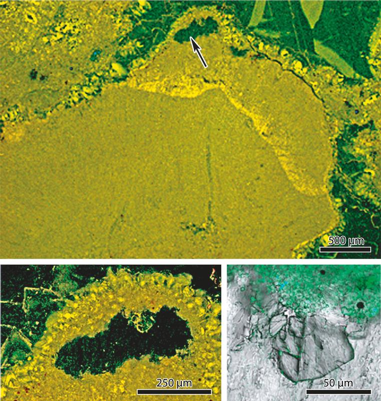 Die neu entdeckte coralline Rotalge namens Aguirrea fluegelii in einem Dünnschliff aus 430 Millionen Jahre altem Gestein.