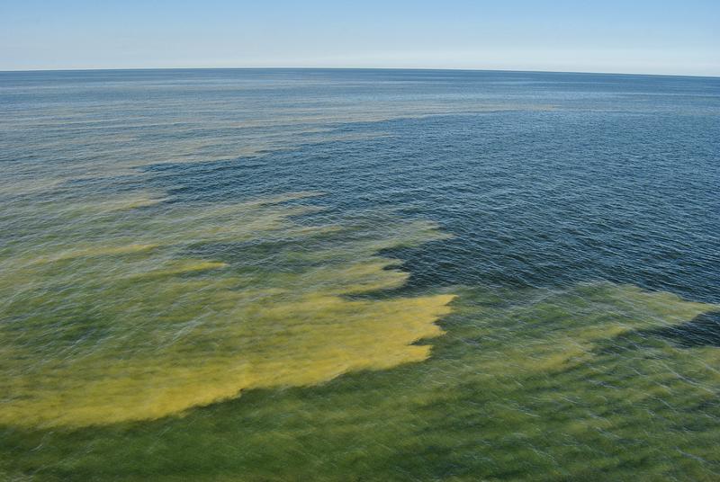 Als Folge des Klimawandels wird weltweit mit einer Zunahme der Blaualgenblüten gerechnet. Die Frage, wie sie im Nahrungsnetz verwertet werden können, wird daher zunehmend wichtig.