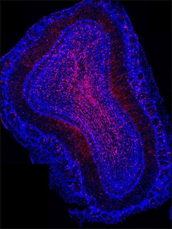 Image of the extra neurons (in red) artificially generated in the olfactory bulb, the brain area responsible for interpreting odors
