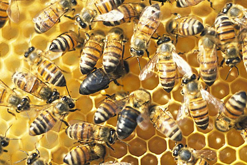 The pictures shows several South African Cape bees. The black individuals are fake queens.