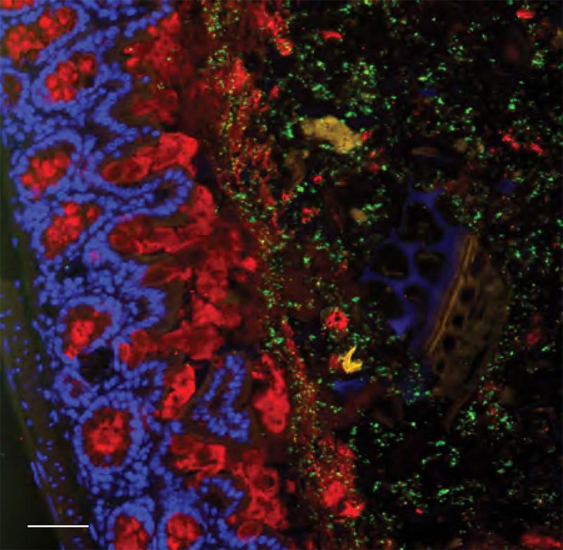 Healthy mucus layer (red) keeping Escherichia coli (green) at a safe distance within the colon, preventing them from breaking through into the underlying tissues of the body. 