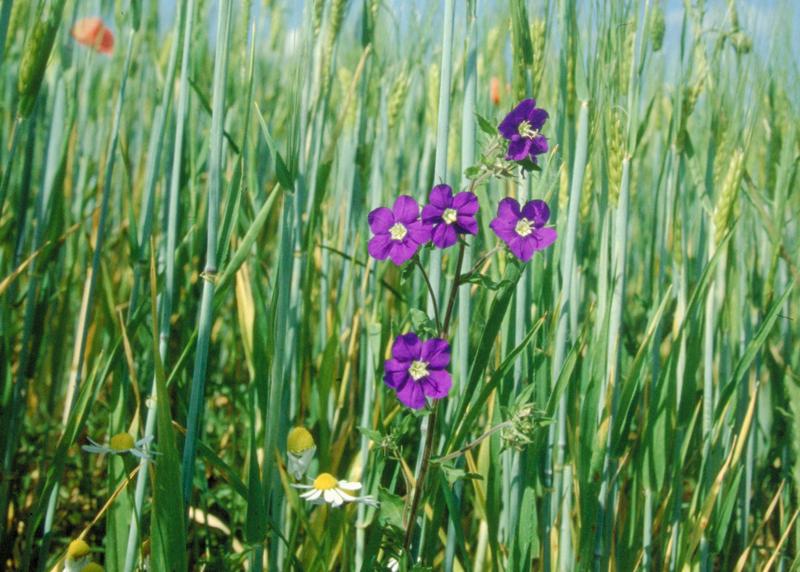 Getreidefeld mit Frauenspiegel und anderen Ackerwildkräutern 