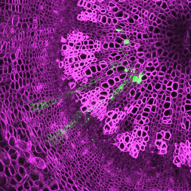 Picture of two cell clones (in green), each of which originated from a single cambium stem cell and contributed to both the xylem and the phloem. 