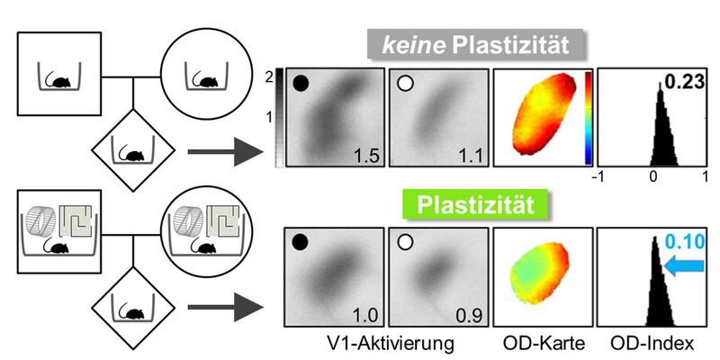 Der primäre visuelle Kortex (V1) der Maus ist nach mehreren Tagen monokularem Sehen bei Mäusen, deren Eltern eine stimulierende Umgebung erlebten (untere Reihe), "plastischer".