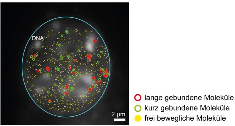 Lichtblattmikroskopische Aufnahme: SRF Moleküle interagieren nur kurz (grün) oder für längere Zeit (rot) mit der DNA