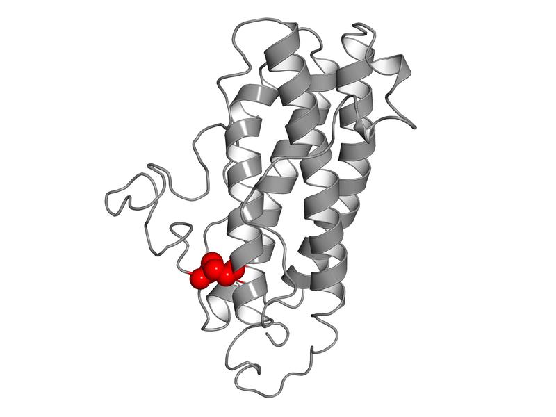 Modified human interleukin-27-alpha. Inspired by the murine interleukin-27-alpha, one amino acid has been exchanged, enabling the formation of a disulfide-bridge (marked in red).