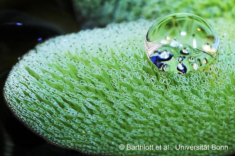 Der Schwimmfarn Salvinia molesta kleidet sich unter Wasser in eine dünne Luftschicht, die er wochenlang festhalten kann. 