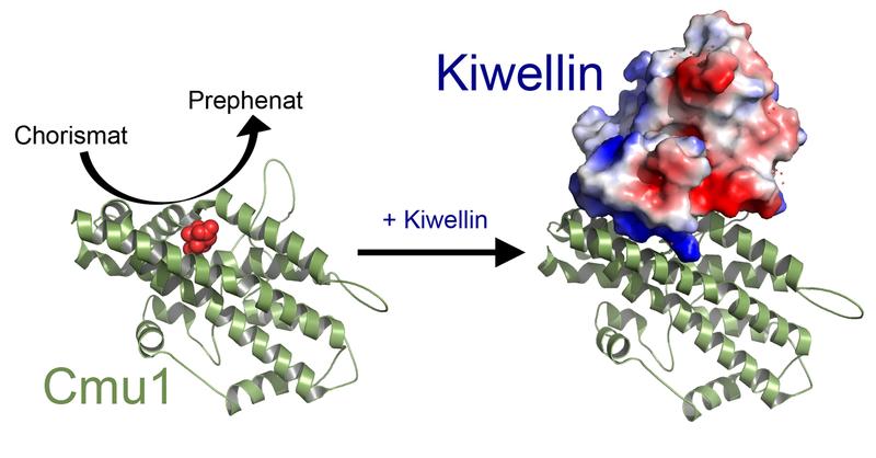 Das Protein Kiwellin wird als Abwehrreaktion auf die Aktivität des Enzyms Cmu1 gebildet.
