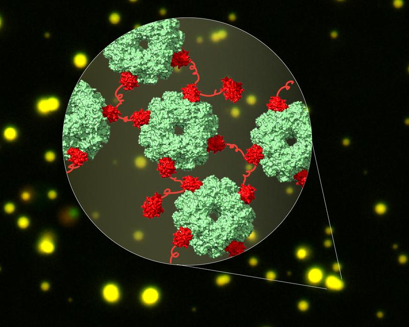 Kryo-EM Struktur des Komplex aus CcmM (rot) und Rubisco (grün) in flüssigen Tröpfchen (gelb). Die Ausbildung des Netzwerks ist der erste Schritt der Carboxysombiogenese in Cyanobakterien.