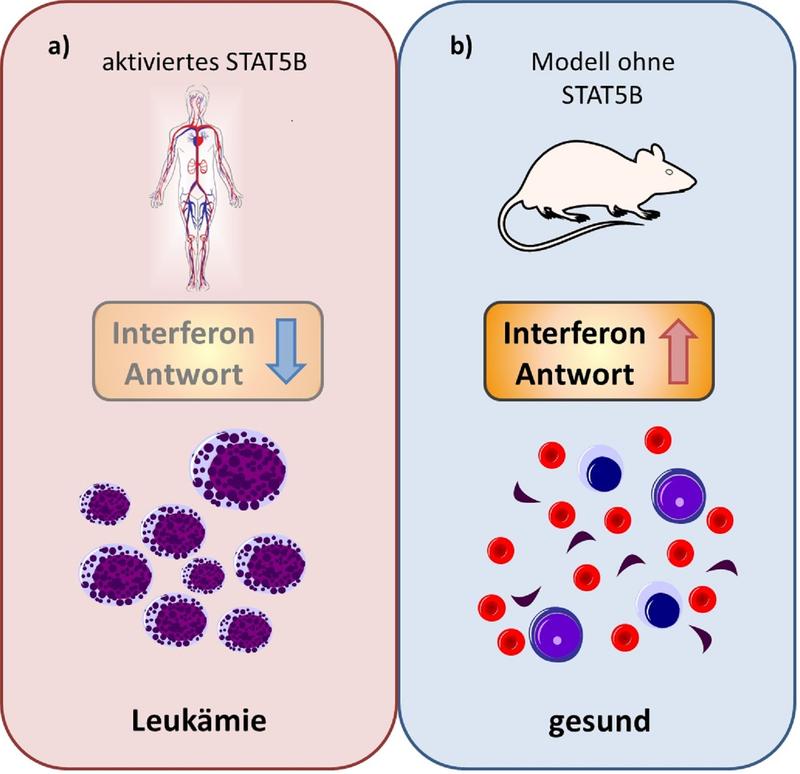 STAT5B als Angriffspunkt für Krebstherapeutika