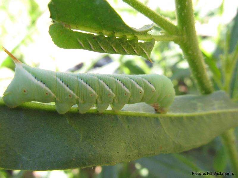 Caterpillars of the tobacco hawk moth (Manduca sexta) can tolerate nicotine well, but if their host plant produces other chemical substances, they look for a new feeding place if possible.