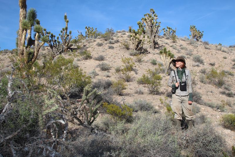 Lead author of the study, Dr Pia Backmann, in the wild tobacco habitat, the Great Basin Desert in Utah, USA.