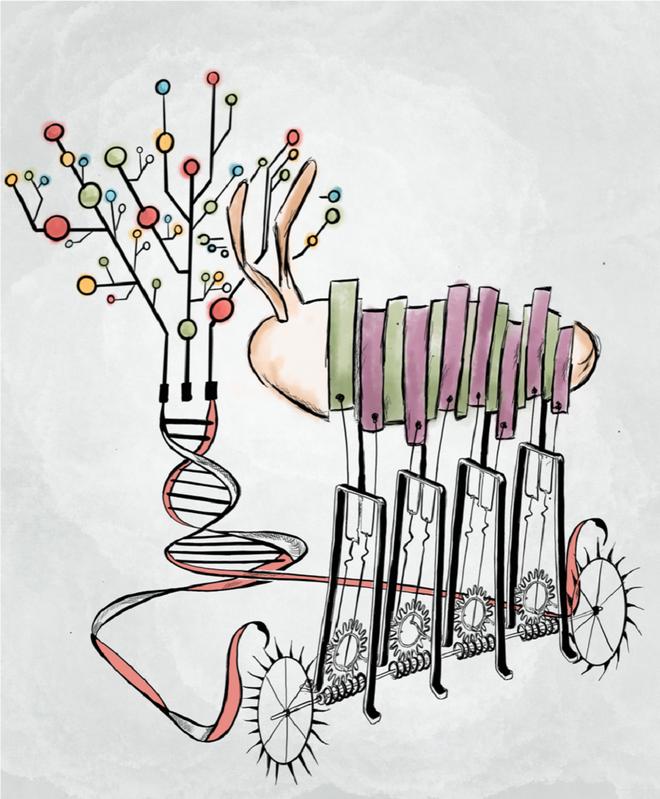 An artistic depiction of gene regulatory machinery on the DNA that reads out gap gene concentration signals optimally to establish the precise seven-stripped patterns of pair rule gene expression.