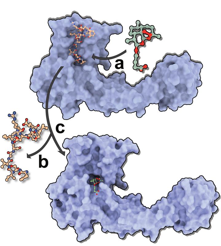 Schematische Darstellung des Rezeptor-Artemisinin - Konkurrenz um eine gemeinsame Bindungsstelle in Gephyrin.