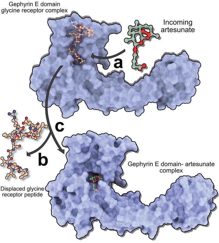 Wie ankommenden Artemisinine(a) auf universelle Rezeptorbindungstasche in Gephyrin-E-Domäne abzielen & interagierenden Rezeptor(b) aus Protein verdrängen,um Gephyrin-Artemisinin-Komplex zu bilden(c)
