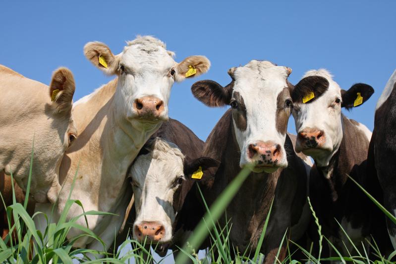 Die Anwendung eines Milchsäurebakterien-Mixes ist bei Kühen mit Milchdrüsenentzündung genauso heilsam wie eine übliche antibiotische Behandlung.