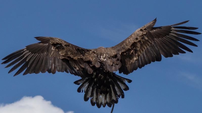 Gibt es allgemeingültige Zusammenhänge, die für alle fliegenden Vögel gelten?