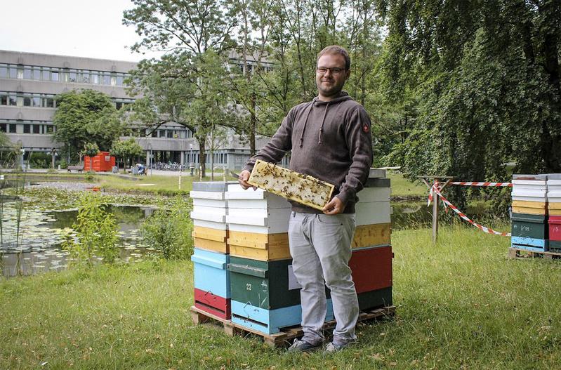 Als Trainingsfeld für "Nachhaltigkeit ganz praktisch" hat sich der Augsburger Campus u. a. bereits im vorigen Sommer bewährt: "Importierte" Bienenvölker produzierten hier ca. 500 kg Linden(uni)honig.