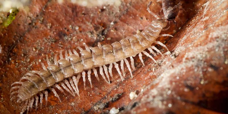 The millipede species “Polydesmus angustus” was found in several gardens. This species is mainly found in forests in the Basel region. 