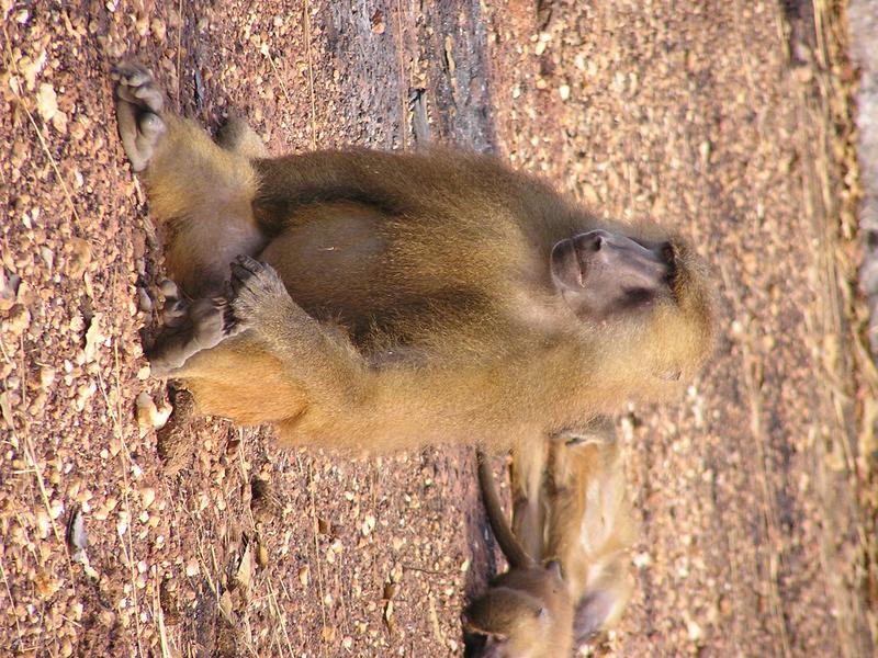 Die evolutionäre Diversifizierung des Pavian-Genoms brachte neue Einblicke auch in die humane Genomentwicklung.