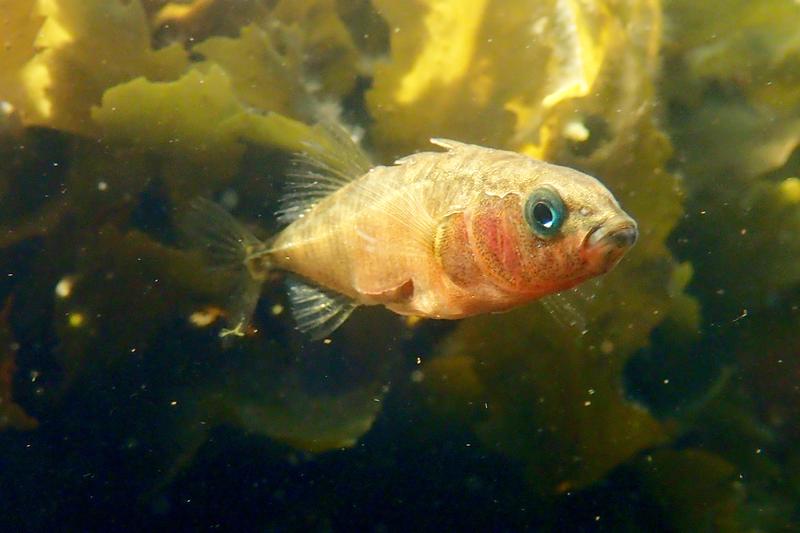 Parallel evolution with the help of the same genetic variants: different populations of the threespine stickleback have adapted to their habitats in similar ways.