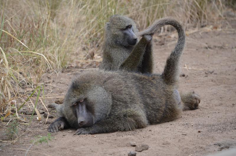 Olive baboons (Papio anubis) of Lake Manyara National Park, Tanzania, grooming. 