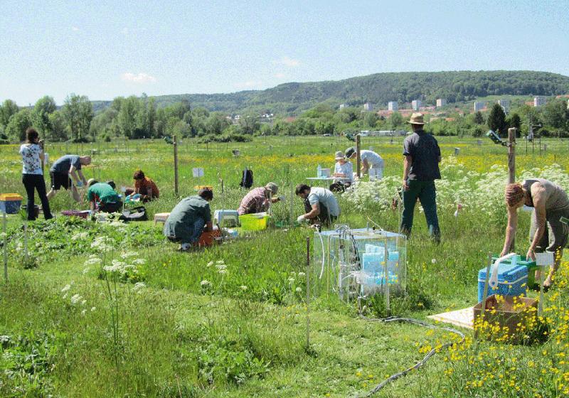 Im Jena-Experiment untersuchen Wissenschaftler, wie sich die Artenvielfalt auf die Funktion von Wiesen und den Kohlenstoffhaushalt auswirkt.