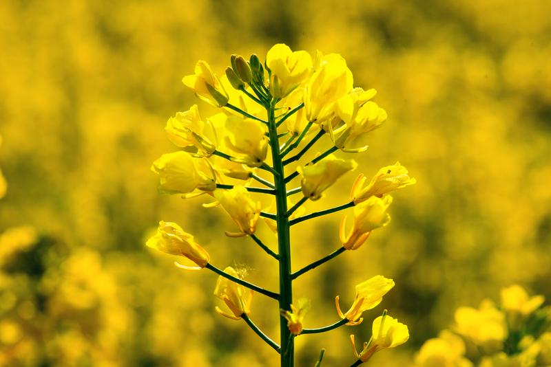 Rapeseed blossoms, TU Muenchen’s research station Roggenstein