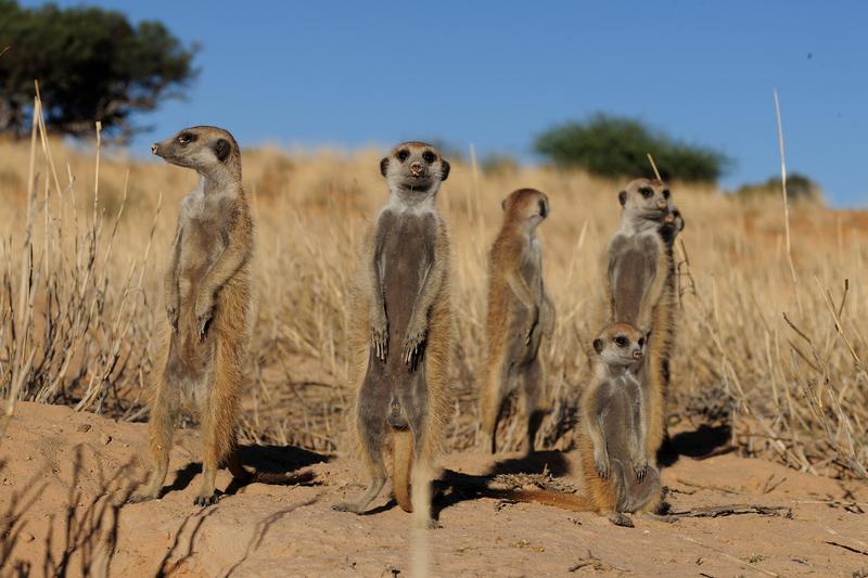 In dem Vortrag „Afrika“ geht es um das Leben von Erdmännchen und anderen Tieren. Im Angebot von „e-vite a prof!“ sind Vorträge für Kinder, Jugendliche und Erwachsene.