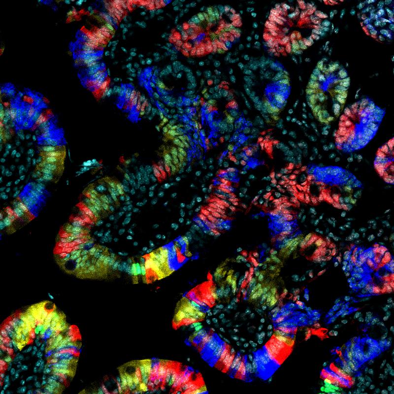 Schnitt durch den Darm: Oberste Zellschicht der Darmwand, sichtbar gemacht durch verschiedene fluoreszierende Proteine (Mausmodell).