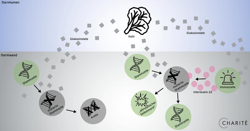 Neu entdeckter Schutzmechanismus