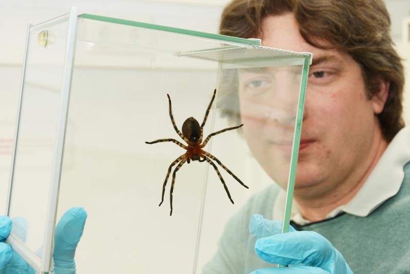 In order to find out why the hunting spider Cupiennius salei adheres so well to vertical surfaces, the interdisciplinary research team investigates the tiny adhesive hairs on the spider legs. 