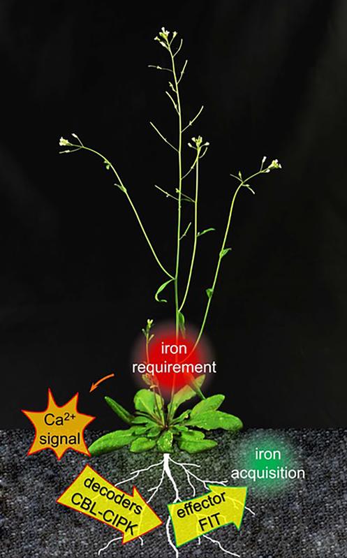 Pflanzen passen die Wurzeleisengewinnung an den aktuellen Bedarf an. Kalziumsignale werden durch Eisenmangel ausgelöst, wodurch das Effektorprotein FIT aktiviert wird.