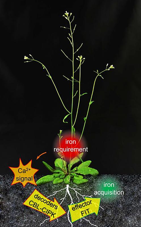 Plants adapt the iron acquisition in their roots to their current requirements. Iron deficiency triggers calcium signals. This information is passed on, activating the effector protein FIT.