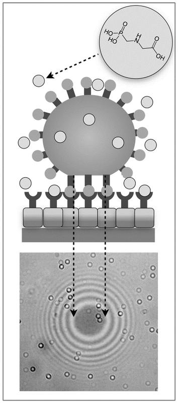 The patent-pending principle for detecting glyphosate, which is based on specific biochemical bonds of hydrogel microparticles as well as optical readout methods. 